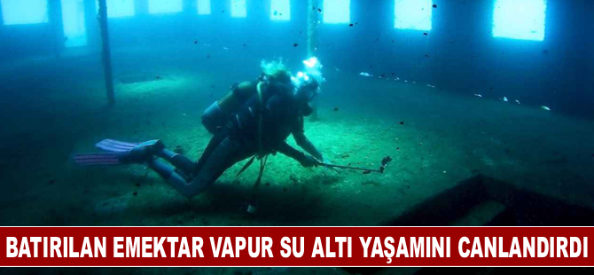 Batırılan "emektar vapur" su altı canlılarına ve dalış turizmine katkı sağlıyor