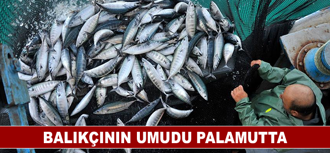 Balıkçının umudu palamutta