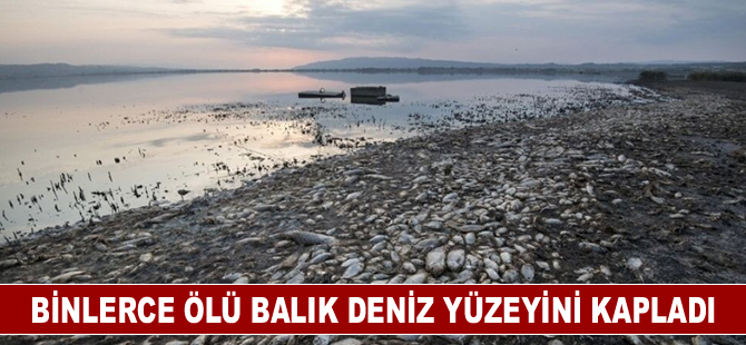 Binlerce ölü balık deniz yüzeyini kapladı