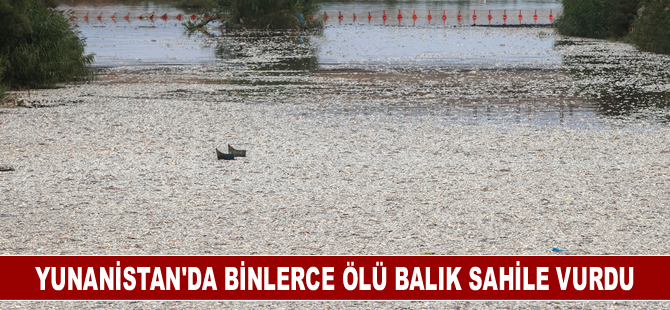 Yunanistan'da binlerce ölü balık sahile vurdu