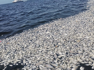 İzmir Körfezi'nde balık ölümleri devam ediyor