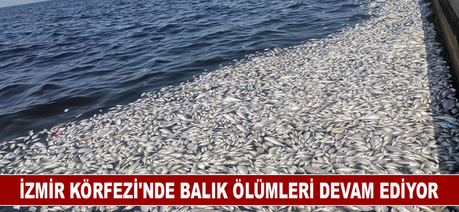 İzmir Körfezi'nde balık ölümleri devam ediyor