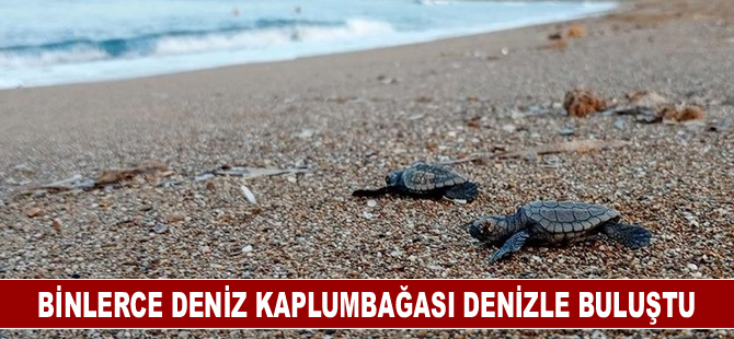 Binlerce deniz kaplumbağası denizle buluştu