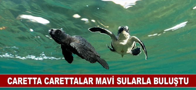 Caretta carettalar mavi sularla buluştu