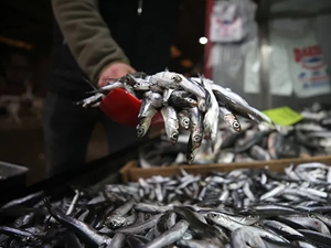 Kota kararı Karadeniz'de hamsi varlığının devamına katkı sağlayacak