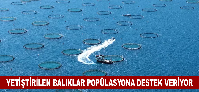 Yetiştirilen balıklar 201 su kaynağındaki popülasyona destek veriyor