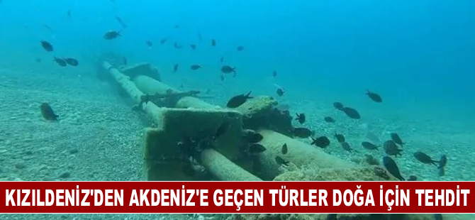 Kızıldeniz'den Akdeniz'e geçen türler doğa için tehdit