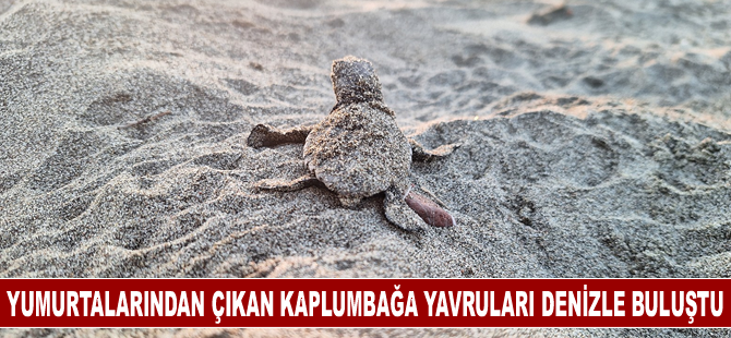 Yumurtalarından çıkan kaplumbağa yavruları denizle buluştu