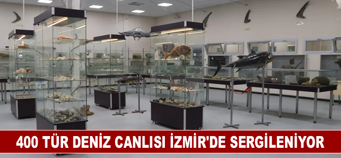 400 tür deniz canlısı İzmir'de sergileniyor