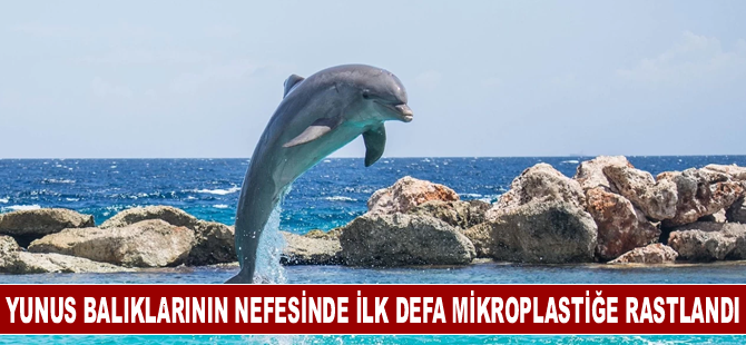 Yunus balıklarının nefesinde ilk defa mikroplastiğe rastlandı