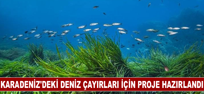 Karadeniz'deki deniz çayırlarının uyumlarının artırılması için proje hazırlandı