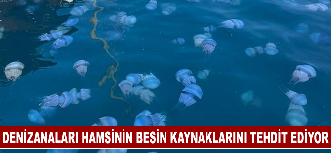 Denizanaları hamsinin besin kaynaklarının azalmasına neden olabilir