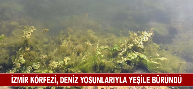 İzmir Körfezi, deniz yosunlarıyla yeşile büründü