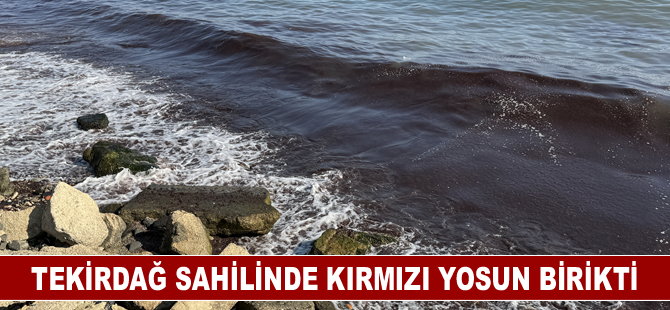 Tekirdağ'da lodos nedeniyle sahilde kırmızı yosun birikti