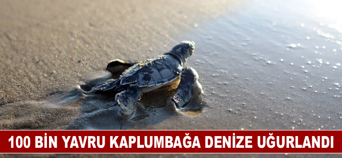 100 bin yavru kaplumbağa denizle buluştu