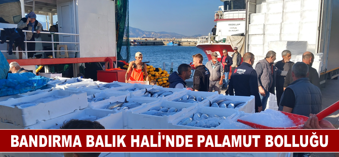 Bandırma Balık Hali'nde palamut bolluğu yaşanıyor