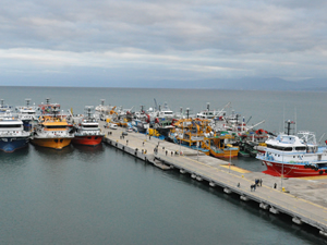 Rüzgar nedeniyle balıkçı tekneleri Sinop Limanı'na sığındı