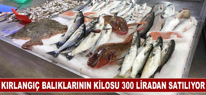 Kırlangıç balıklarının kilosu 300 liradan satılıyor