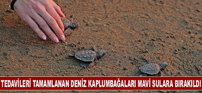 Tedavileri tamamlanan deniz kaplumbağaları mavi sulara bırakıldı