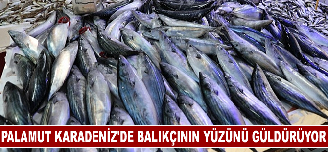 Palamut Karadeniz'de balıkçının yüzünü güldürüyor