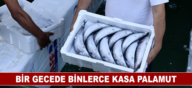 Bir gecede binlerce kasa palamut avlandı