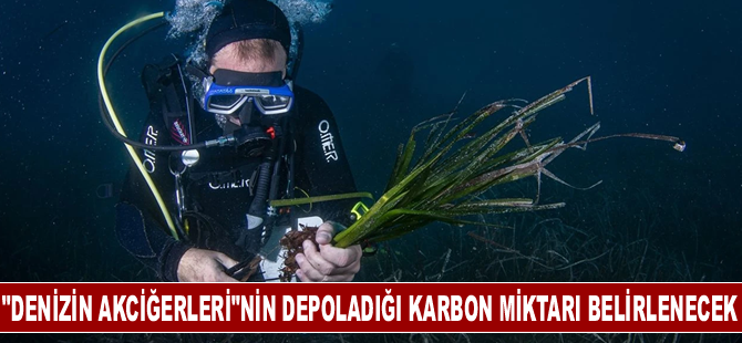 "Denizin akciğerleri"nin depoladığı karbon miktarı belirlenecek