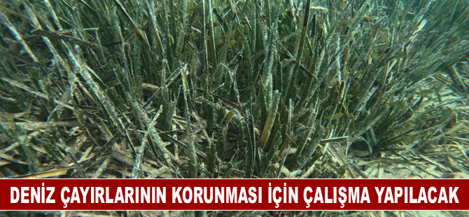 Deniz çayırlarının korunması için çalışma yapılacak