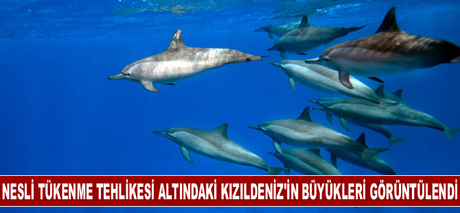 Nesli tükenme tehlikesi altında olan "Kızıldeniz'in büyükleri" görüntülendi