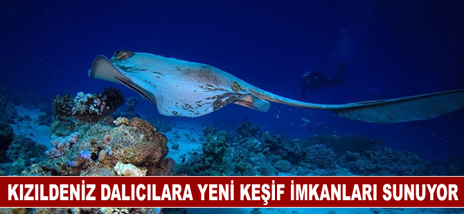 Kızıldeniz, renkli su altı dünyasıyla dalıcılara yeni keşif imkanları sunuyor