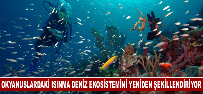 Okyanuslardaki ısınma deniz ekosistemini yeniden şekillendiriyor