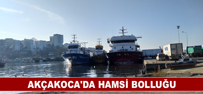 Akçakoca'da hamsi bolluğu