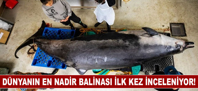 Dünyanın en nadir balinası ilk kez inceleniyor!