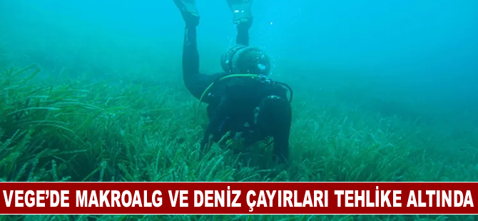 Ege’de makroalg ve deniz çayırları tehlike altında