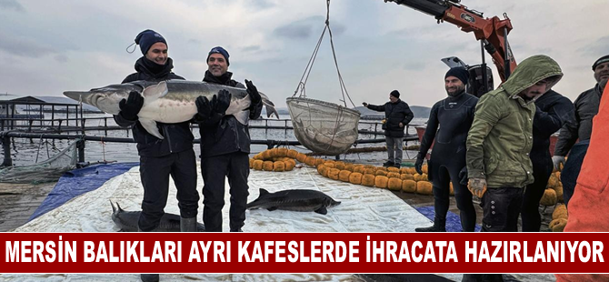 Mersin balıkları ayrı kafeslerde ihracata hazırlanıyor