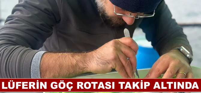 Lüferin göç rotası takip altında