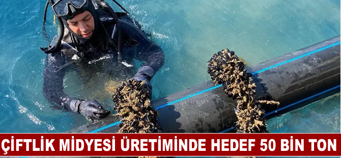 Çiftlik midyesi üretiminde hedef 50 bin ton