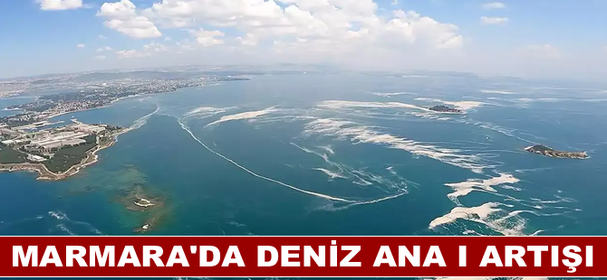 Marmara'da denizanası artışı müsilaj riskini yükseltiyor