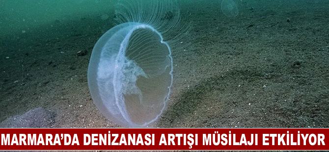 Marmara’da denizanası artışı müsilajı etkiliyor