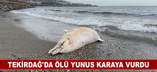 Tekirdağ'da ölü yunus karaya vurdu