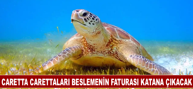 Caretta Carettaları beslemenin faturası katana çıkacak