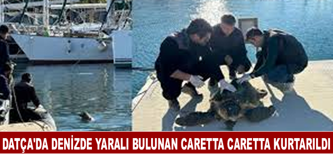 Datça'da denizde yaralı bulunan caretta caretta kurtarıldı