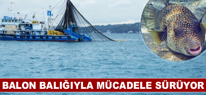 Balon balığıyla mücadele sürüyor