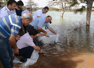 Beyşehir'deki göllere 150 bin adet sazan yavrusu bırakıldı