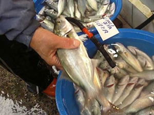 Marmara Denizi'nde palamut ve lüfer de hayal kırıklığı