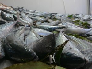 Karadeniz'de palamut bereketi, balıkçıların yüzünü güldürdü