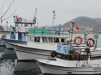 Batı Karadeniz'de balıkçıların umudu tükendi