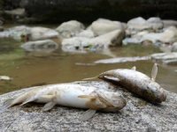 Çaykara'da toplu balık ölümleri endişelendiriyor