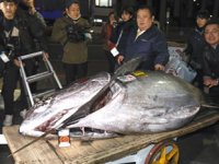 Tokyo balık mezatındaki orkinos balığı rekor fiyata satıldı
