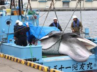 Japonya'da ticari amaçlı balina avı yeniden başladı