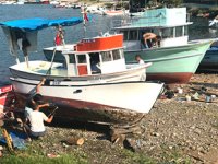 Karadenizli balıkçılar, sezon başlamadan palamuttan umudunu kesti